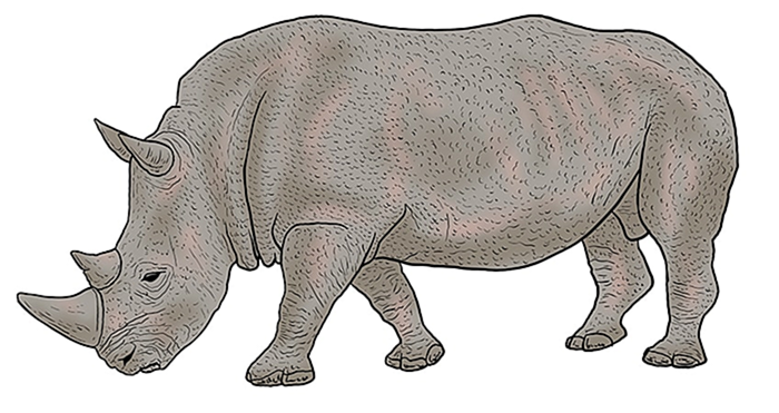 рисунок носорога 14