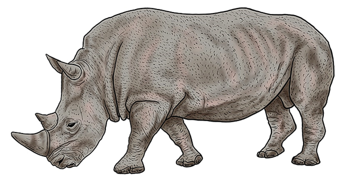 рисунок носорога 15