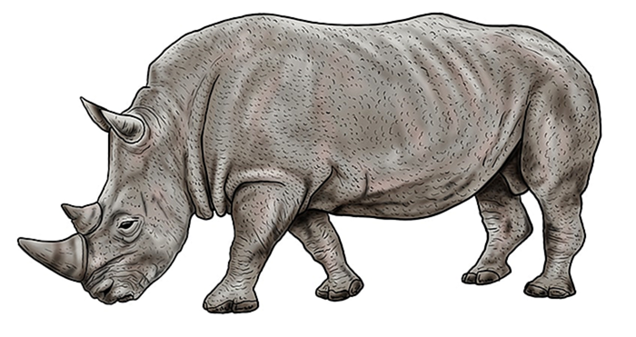 рисунок носорога