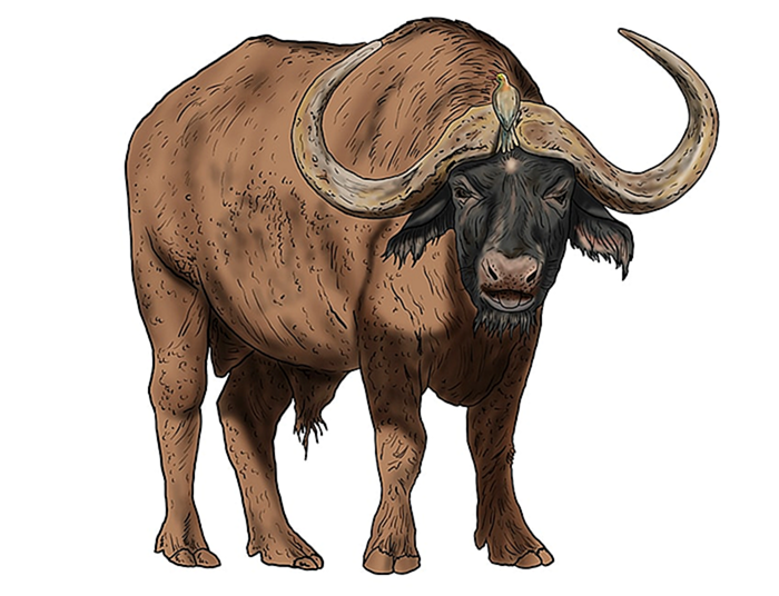 рисунок водяного буйвола 16