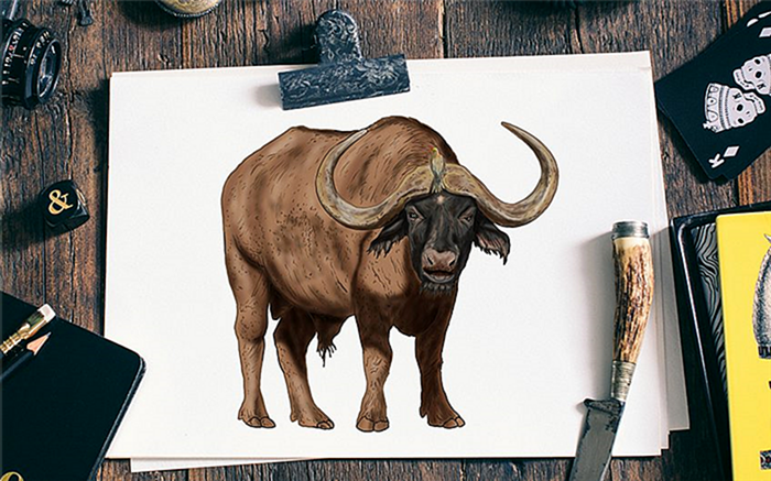 как нарисовать водяного буйвола