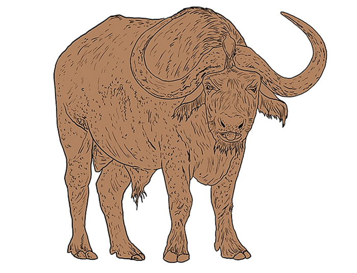 рисунок водяного буйвола 11
