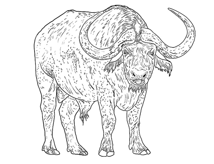 рисунок водяного буйвола 10