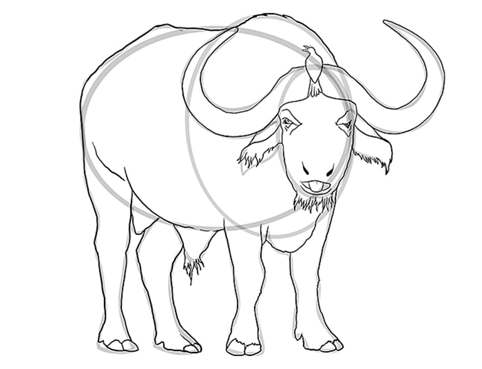 рисунок водяного буйвола 9