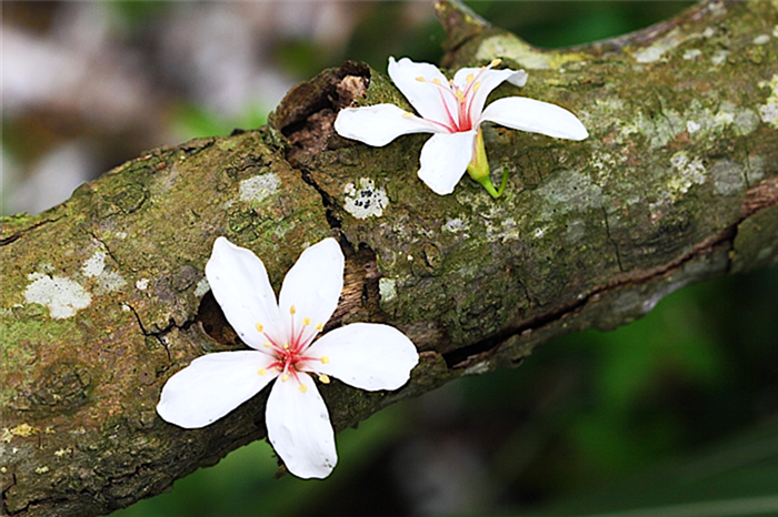 Цветы тунгового дерева