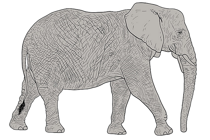 рисунок слона 12