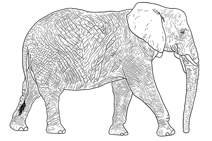 рисунок слона 11