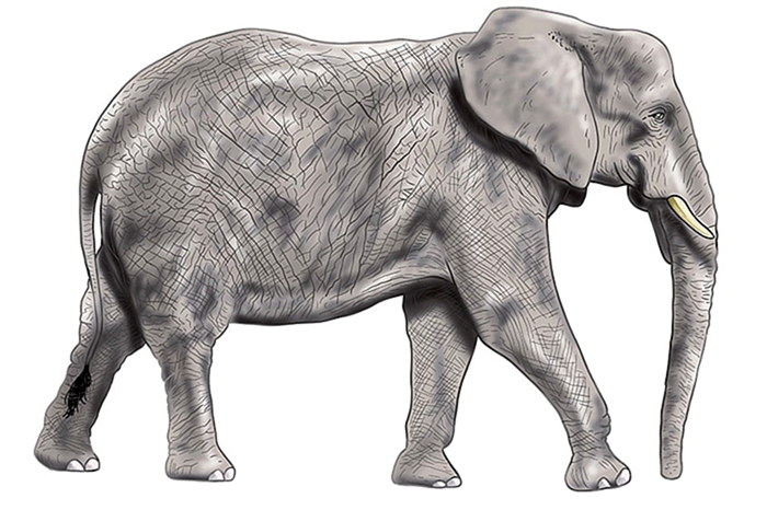 рисунок слона 16