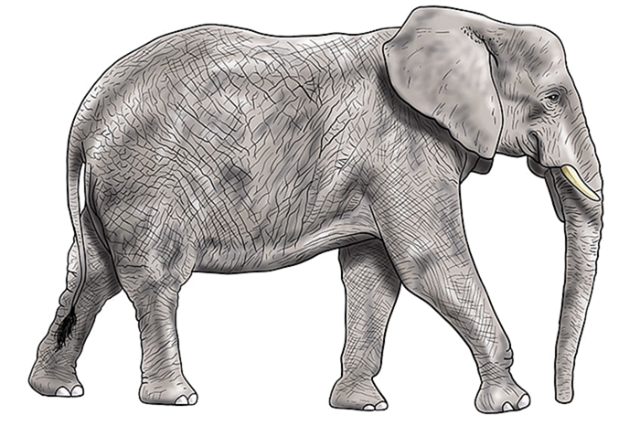рисунок слона 15