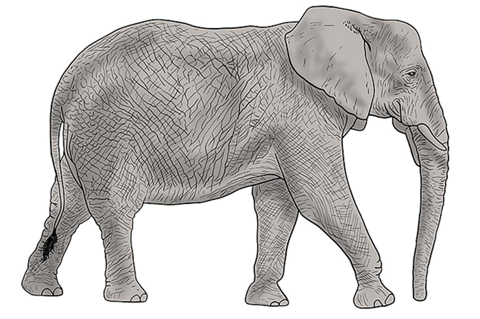рисунок слона 13