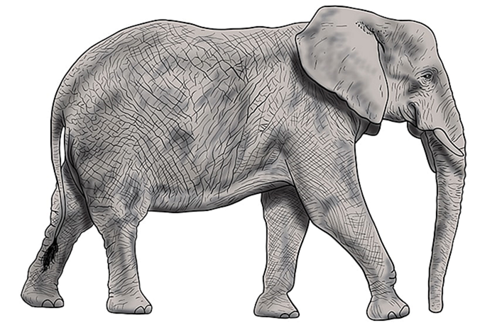 рисунок слона 14