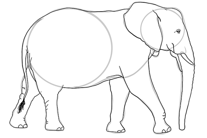 рисунок слона 10