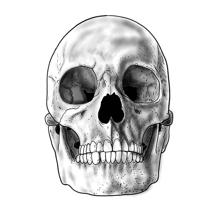 Эскиз черепа 11