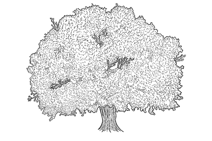 рисунок дерева 9а
