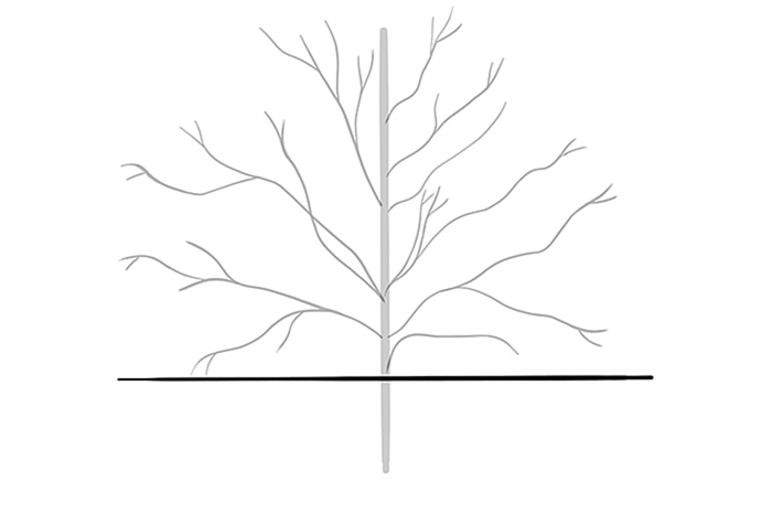рисунок дерева 3