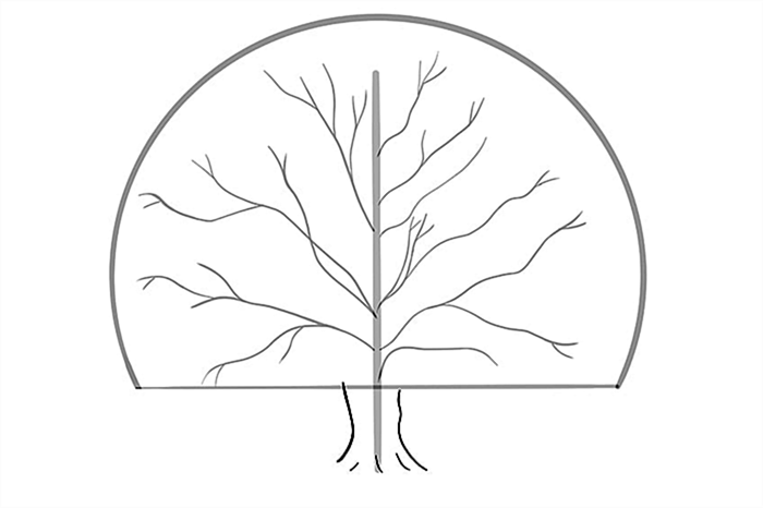 рисунок дерева 5