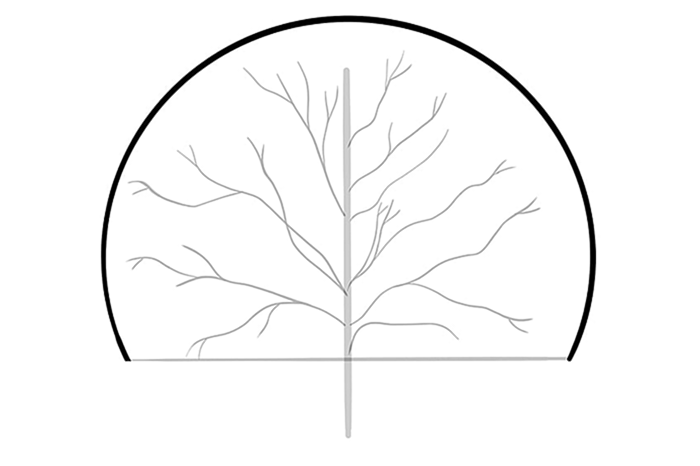 рисунок дерева 4