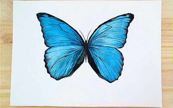 как нарисовать акварельную бабочку