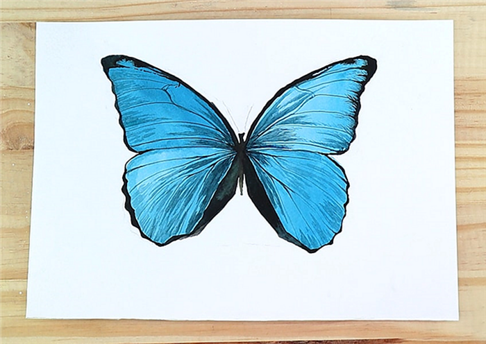 Учебник по рисованию акварельной бабочки