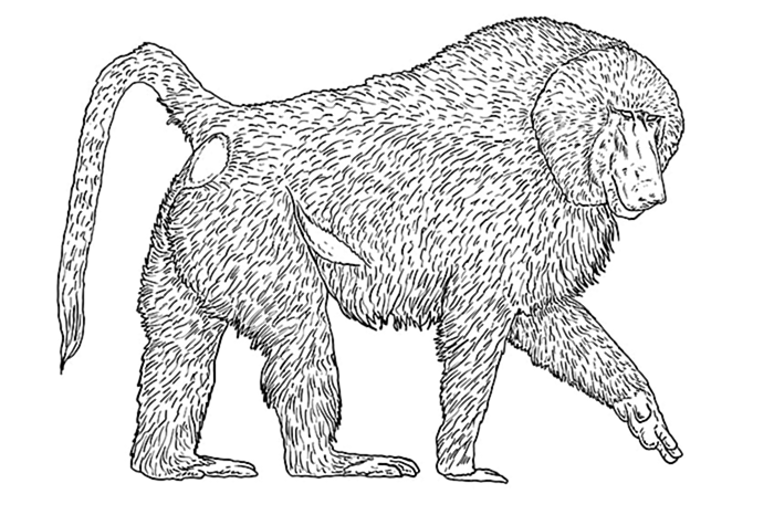 рисунок бабуина 10