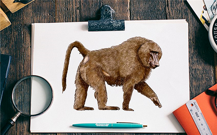 как нарисовать бабуина