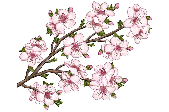 рисунок цветка сакуры