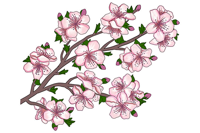 рисунок цветущей сакуры 13