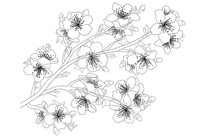 рисунок цветущей сакуры 05