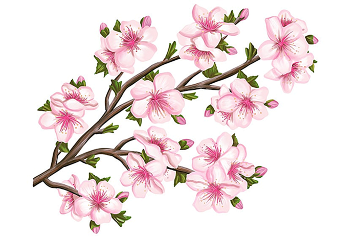 рисунок цветка сакуры
