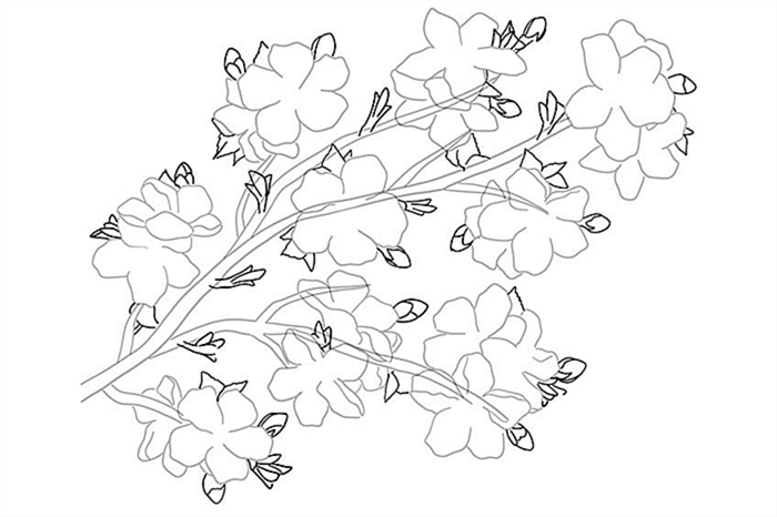 рисунок цветущей сакуры 04