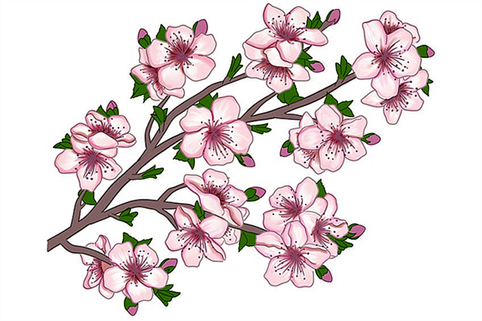рисунок цветущей сакуры 14