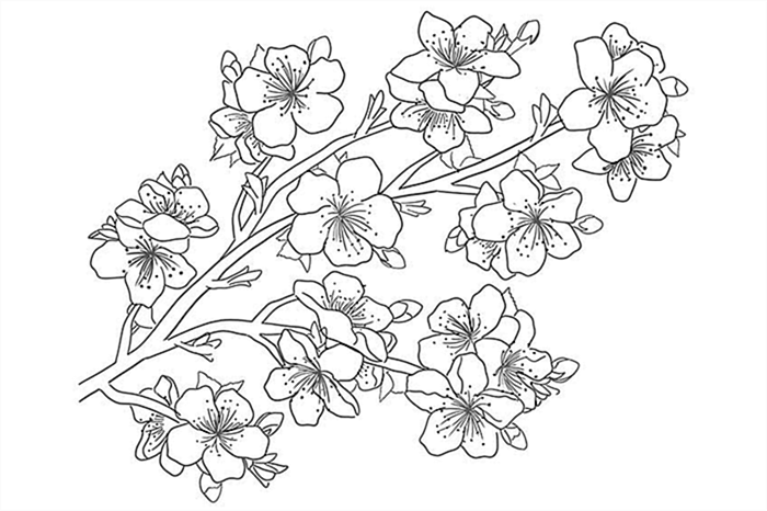 цветение вишни рисунок 06