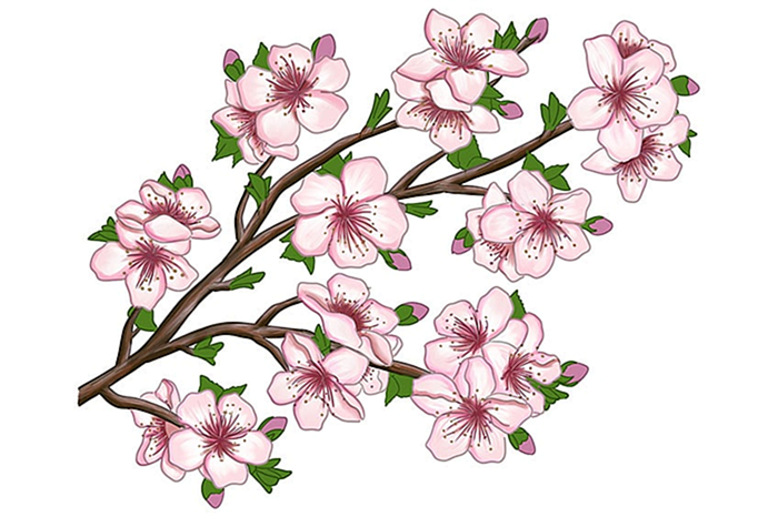 цветение сакуры рисунок 20
