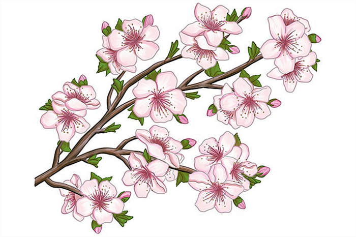 цветение вишни рисунок 24