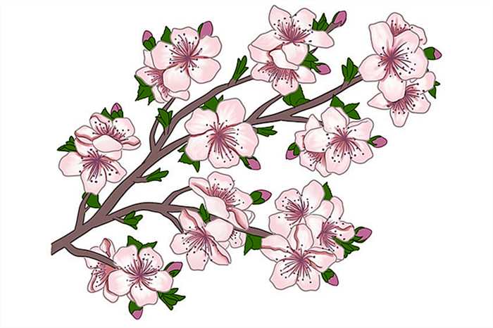 рисунок цветущей сакуры 12