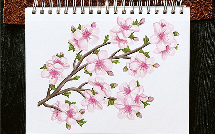 Как нарисовать цветок сакуры