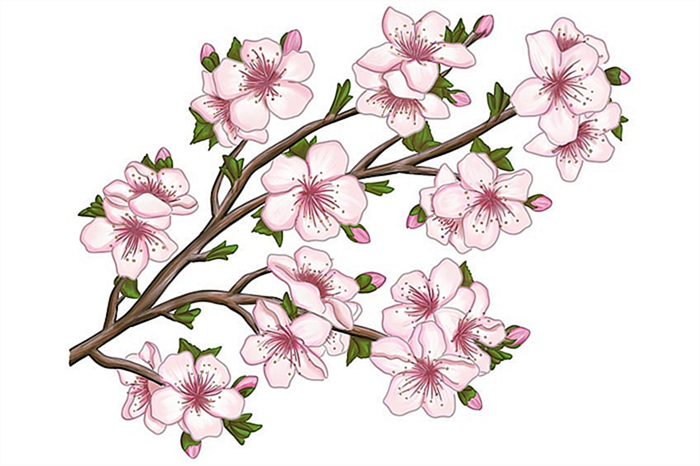 рисунок цветущей сакуры 25