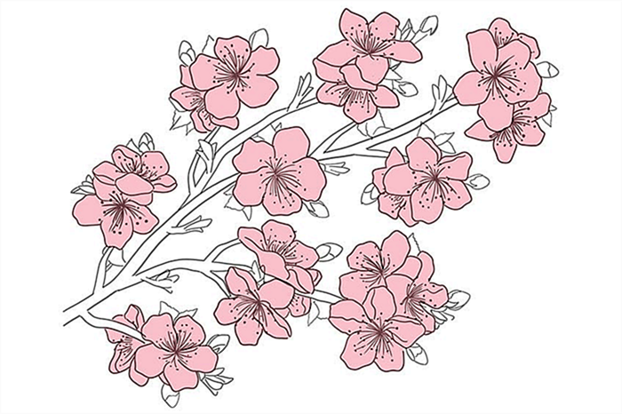 цветение вишни рисунок 07