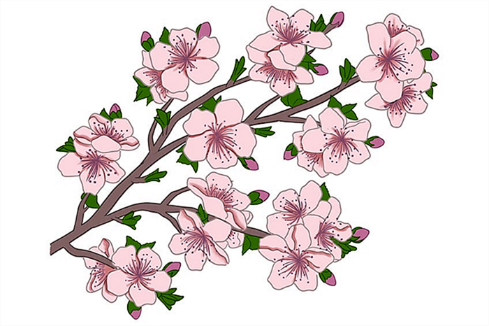 цветение сакуры рисунок 11