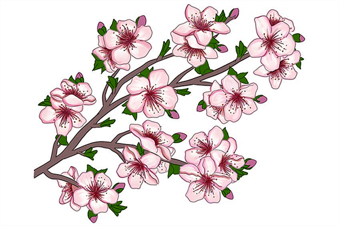 рисунок цветущей сакуры 17