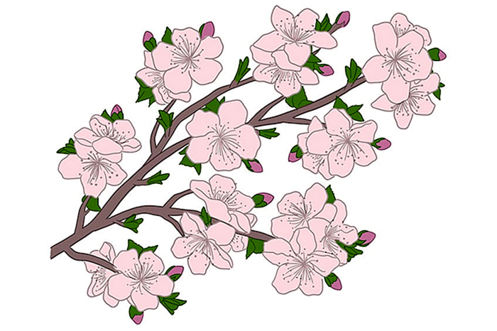 цветение сакуры рисунок 09