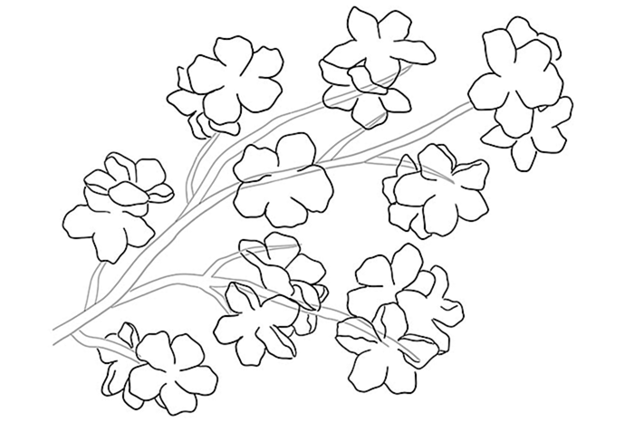 рисунок цветущей вишни 03