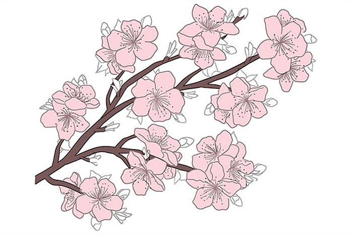 цветение вишни рисунок 08