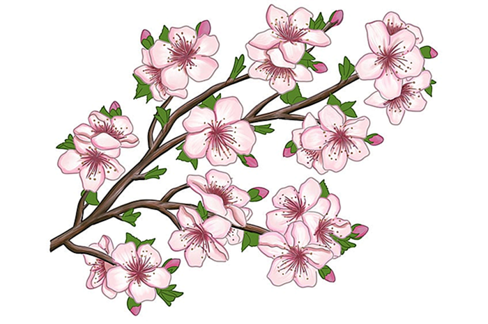 цветение сакуры рисунок 22