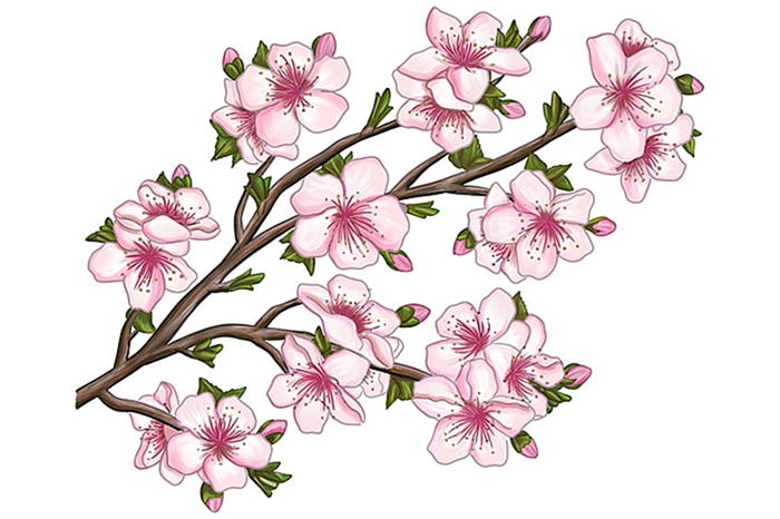 реалистичный цветок сакуры