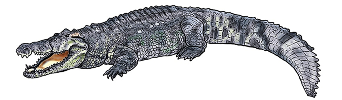 рисунок крокодила 13
