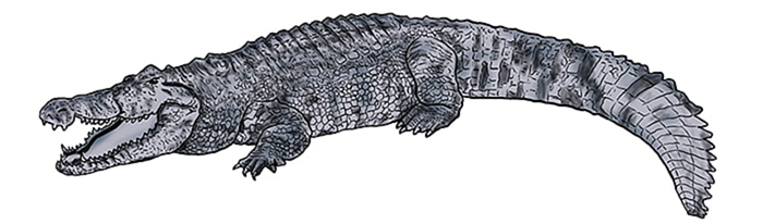 рисунок крокодила 12