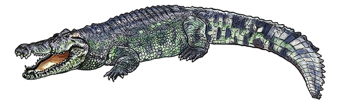 рисунок крокодила 14