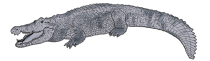 рисунок крокодила 11
