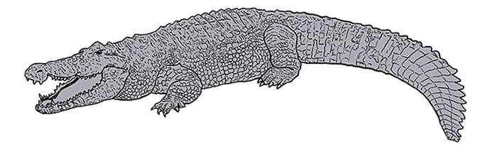 рисунок крокодила 10
